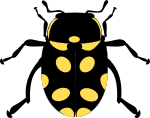 Eriopis Canrash Bug